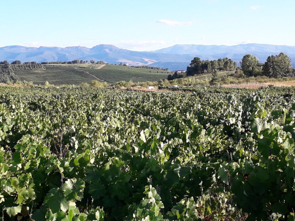 Vineyards in El Bierzo Spain is Music